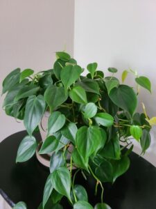 Heartleave Philodendron