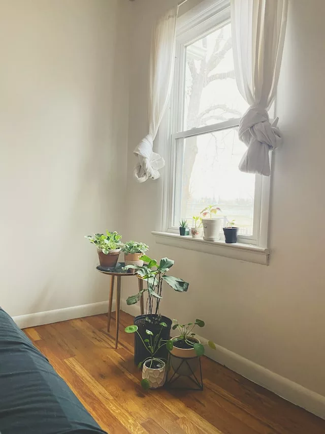 Best bedroom plants