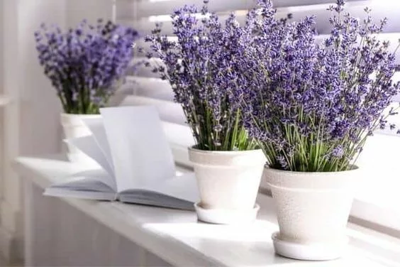 Lavender plants in pots