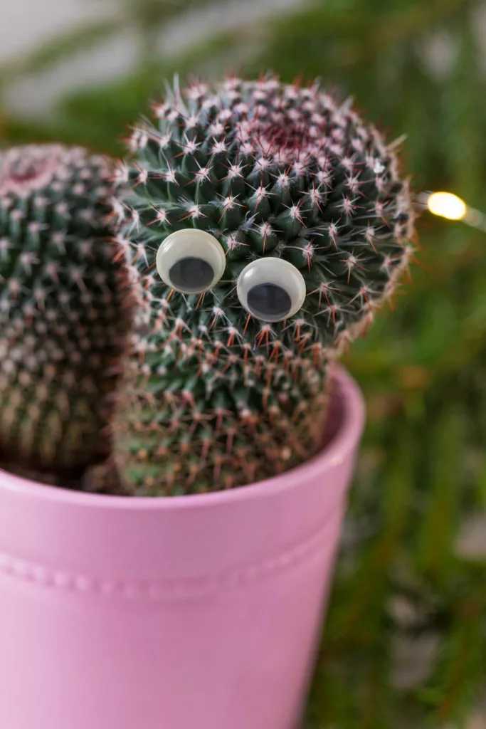 Cactus with googly eyes