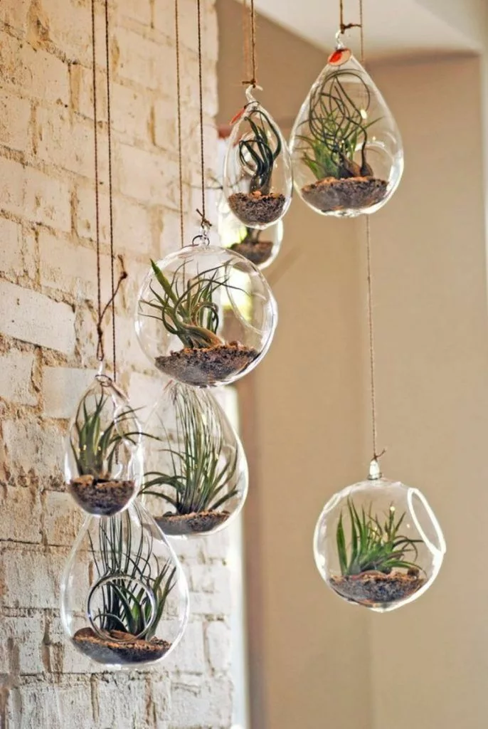 Hanging terrariums as indoor plants display ideas
