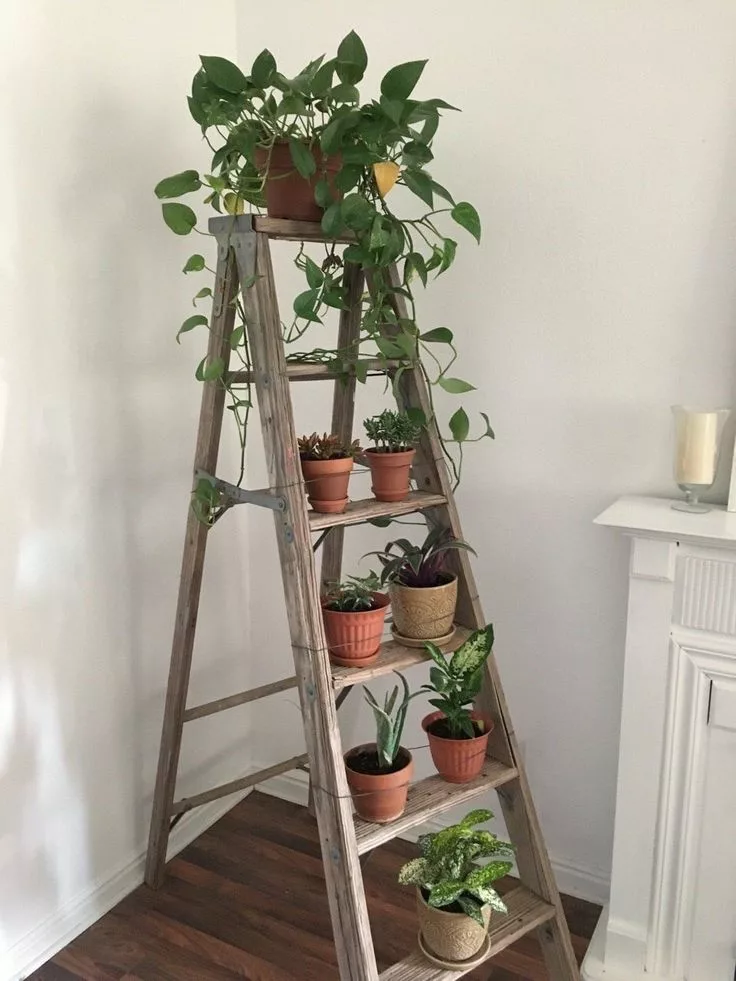 Plants on a ladder