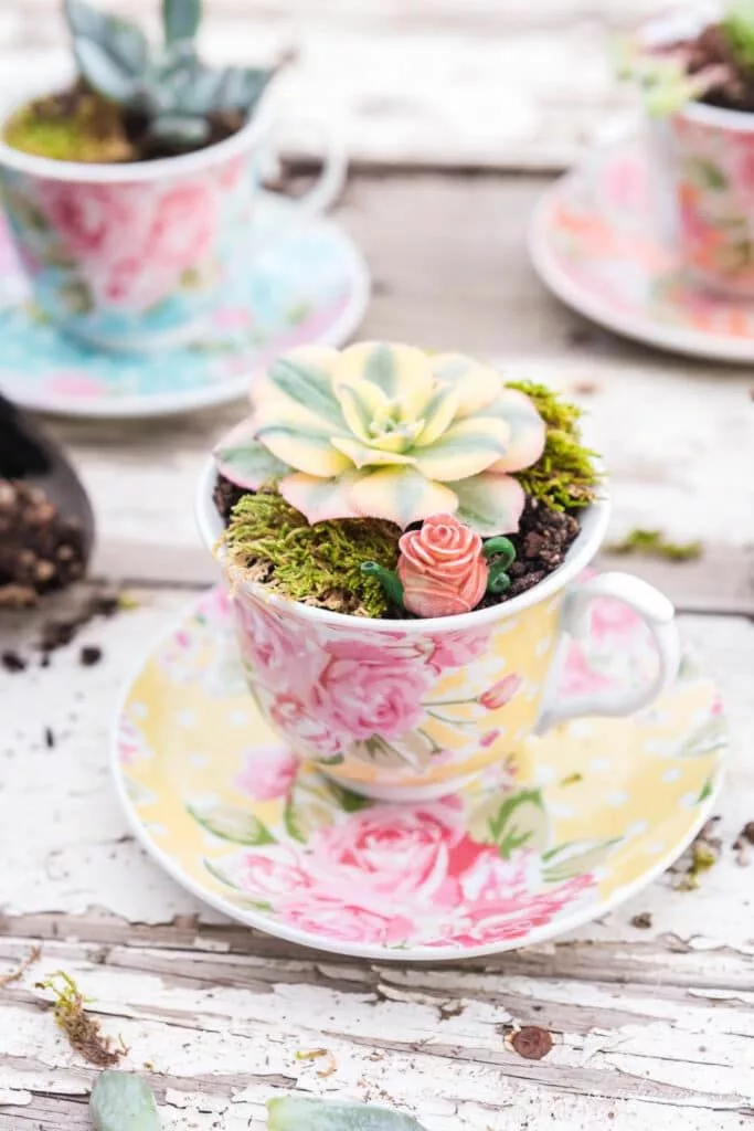 Succulent in teacup
