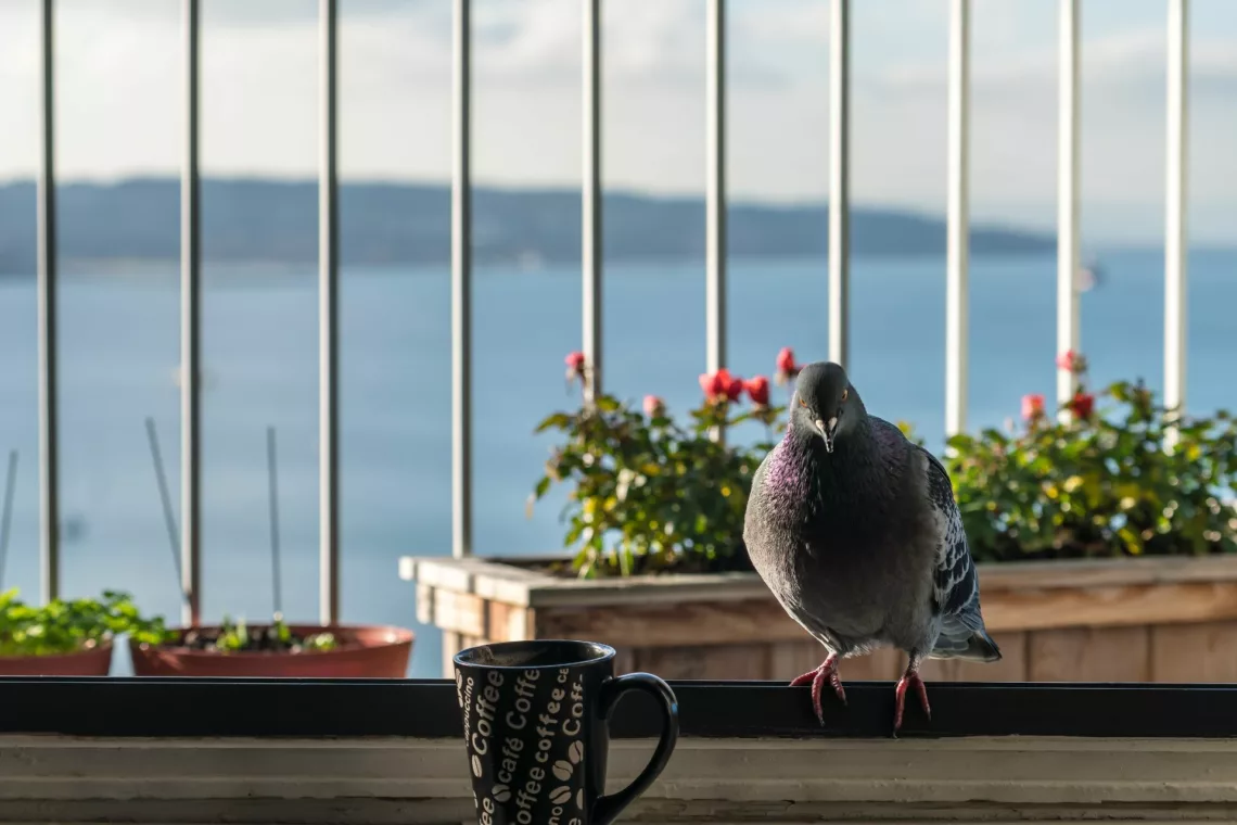 Tips how to keep pigeons away from balcony