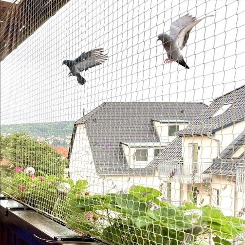 Net against pigeons